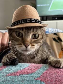 Domestic Short Hair Cats Available for Adoption in Roseville, California - Tigey | PetCurious