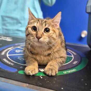 Manapua -  Domestic Short Hair Cat for Adoption in Wahiawa, Hawaii - Manapua | PetCurious
