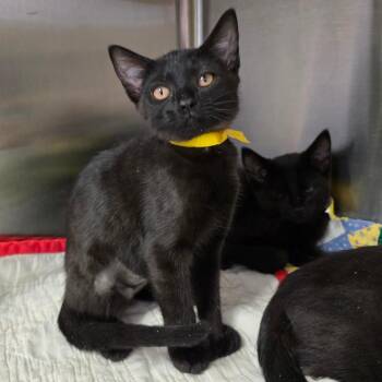 Hawk -  Extra Toes Cat Hemingway Polydactyl Cat for Adoption in Spokane, Washington - Hawk | PetCurious