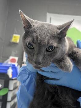 Domestic Short Hair Cats Available for Adoption in Fort Worth, Texas - Charlie | PetCurious