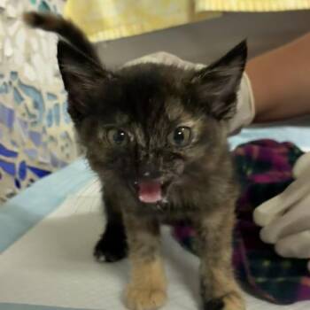 ARTEMIS -  Domestic Short Hair Cat for Adoption in Pensacola, Florida - ARTEMIS | PetCurious