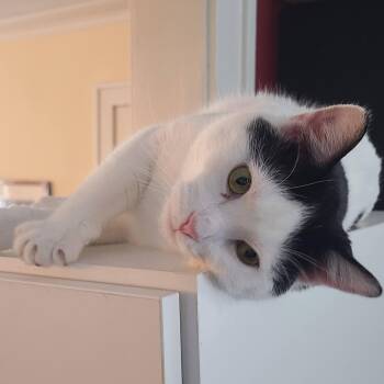 Domestic Short Hair Cats Available for Adoption in South Euclid, Ohio - Johnny Rose (JR) | PetCurious