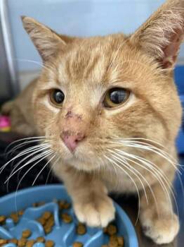 Domestic Short Hair Cats Available for Adoption - GUS | PetCurious