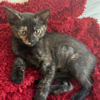 Olive Moon -  Domestic Short Hair Cat for Adoption in Pasadena, California - Olive Moon | PetCurious