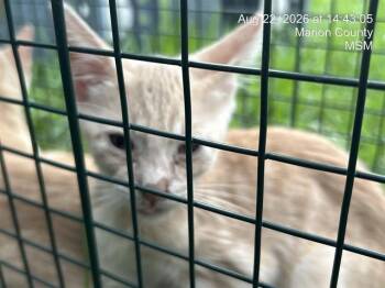 A388831 -  Domestic Short Hair Cat for Adoption in Ocala, Florida - A388831 | PetCurious