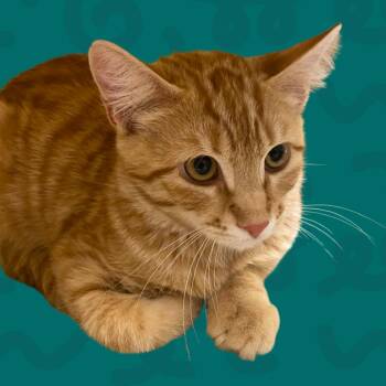 Radagon -  Domestic Short Hair Cat for Adoption in Reno, Nevada - Radagon | PetCurious