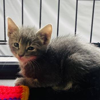 Newbie S3 -  Siamese Cat for Adoption in Pahoa, Hawaii - Newbie S3 | PetCurious