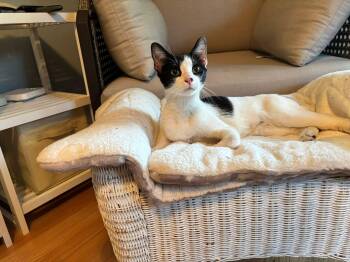 Trix -  Domestic Short Hair Cat for Adoption in Enfield, Connecticut - Trix | PetCurious
