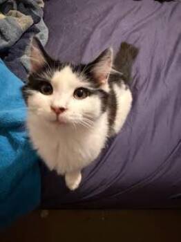 Domestic Short Hair Cats Available for Adoption - Fidget, Lucky, Thunder, Pepper, And 4 More! - CCC | PetCurious