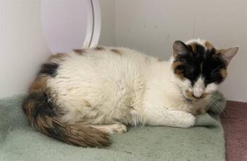 SWEETIE -  Domestic Short Hair Cat for Adoption in Ontario, California - SWEETIE | PetCurious