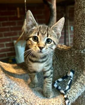 Rescue Domestic Short Hair Cats for Adoption in Franklin, Indiana - Penny | PetCurious