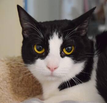 Moana -  Domestic Short Hair Cat for Adoption in Bulverde, Texas - Moana | PetCurious