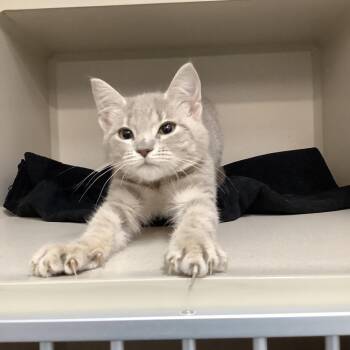 Domestic Medium Hair Cats Available for Adoption in Lakeland, Florida - Donatella | PetCurious