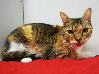 TANSY -  Domestic Short Hair Cat for Adoption in Sacramento, California - TANSY | PetCurious