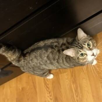 Rescue Domestic Short Hair Cats for Adoption in West Palm Beach, Florida - Galaxy | PetCurious