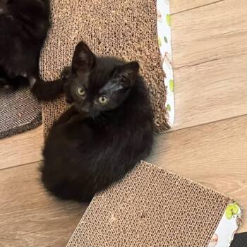 Eury -  Domestic Short Hair Cat for Adoption in Lincoln, California - Eury | PetCurious