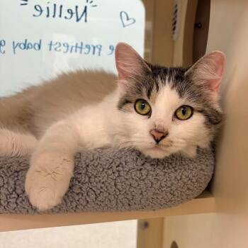 Domestic Short Hair Cats Available for Adoption - Nellie | PetCurious