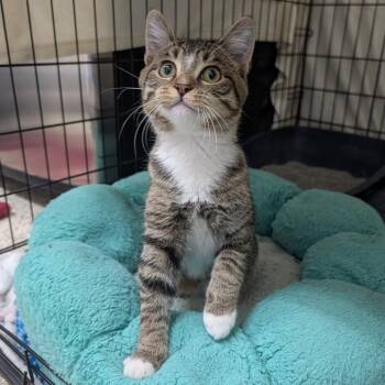 Pot Holder -  Domestic Short Hair Cat for Adoption in Detroit Lakes, Minnesota - Pot Holder | PetCurious