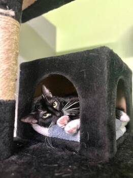 Frederica Feline *Working Cat* *@ Whisker Room Cat Cafe* -  Domestic Short Hair Cat for Adoption in Muskegon, Michigan - Frederica Feline *Working Cat* *@ Whisker Room Cat Cafe* | PetCurious