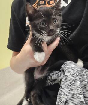 Domestic Short Hair Cats Available for Adoption in Dickson, Tennessee - Badger | PetCurious