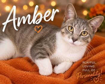 Amber (FCID# 05/12/2026 - 1 Trainer) -  Tabby Cat for Adoption in Greenville, Delaware - Amber (FCID# 05/12/2026 - 1 Trainer) | PetCurious