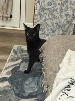 Rescue Domestic Short Hair Cats for Adoption - Pepper (was Pepsi) | PetCurious