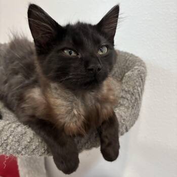 Louise -  Domestic Medium Hair Cat for Adoption in Bonners Ferry, Idaho - Louise | PetCurious