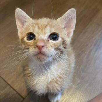 Sunny -  Domestic Short Hair Cat for Adoption in Boca Raton, Florida - Sunny | PetCurious