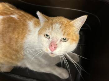 Rescue Domestic Short Hair Cats for Adoption in Thousand Oaks, California - Eric | PetCurious