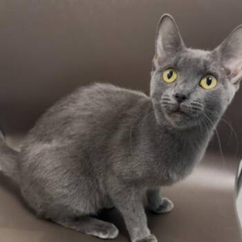 Astroid -  Domestic Short Hair Cat Available for Adoption in Janesville, Wisconsin - Astroid | PetCurious