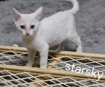 Starsky -  Domestic Short Hair Cat for Adoption in Fort Worth, Texas - Starsky | PetCurious