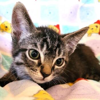 Jerry -  Domestic Short Hair Cat for Adoption in South Elgin, Illinois - Jerry | PetCurious