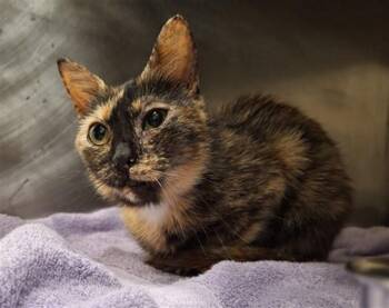 GYLLIAN -  Domestic Short Hair Cat for Adoption in Hagerstown, Maryland - GYLLIAN | PetCurious