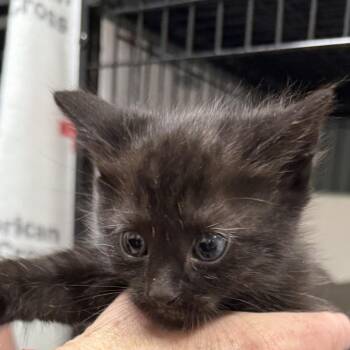 Domestic Medium Hair Cats Available for Adoption - Gumball | PetCurious