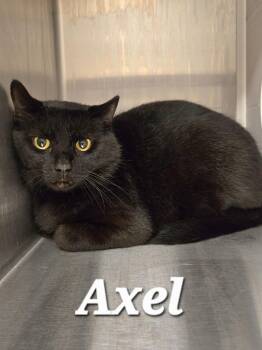 Axel -  Domestic Short Hair Cat for Adoption in Sidney, Ohio - Axel | PetCurious