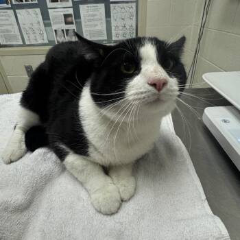 Luci-purr -  Domestic Short Hair Cat for Adoption in Murray, Utah - Luci-purr | PetCurious