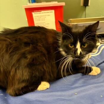 Domestic Medium Hair Cats Available for Adoption in Keizer, Oregon - Stray 04/22/26 A64654 | PetCurious