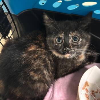Domestic Short Hair Cats Available for Adoption in Roanoke, Virginia - Yuko | PetCurious