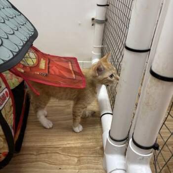 Cheddar -  Domestic Short Hair Cat Available for Adoption in St. Augustine, Florida - Cheddar | PetCurious