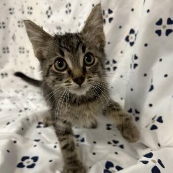 BK3/Emmer- Brown Collar -  Domestic Short Hair Cat for Adoption in Coos Bay, Oregon - BK3/Emmer- Brown Collar | PetCurious