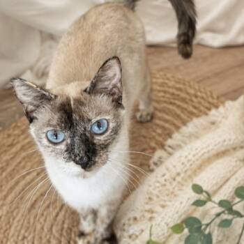 Nevaeh -  Siamese Cat for Adoption in Gun Barrel City, Texas - Nevaeh | PetCurious