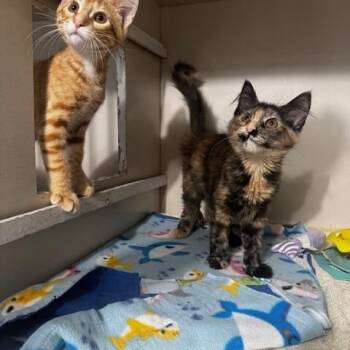 Natsu and Lucy -  Domestic Medium Hair Cat for Adoption in Hutchinson, Minnesota - Natsu And Lucy | PetCurious