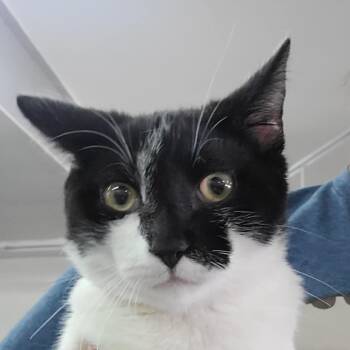 Rescue Domestic Short Hair Cats for Adoption in Hemet, California - Monty | PetCurious