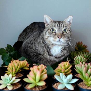 Rescue Tabby and Domestic Short Hair Cats for Adoption in Chuckey, Tennessee - Sadie NJ | PetCurious