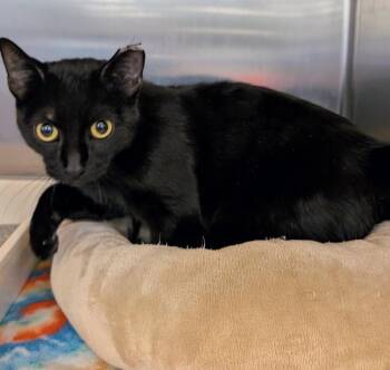 Nala -  Domestic Short Hair Cat Available for Adoption in Tucson, Arizona - Nala | PetCurious