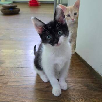 Domestic Short Hair Cats Available for Adoption in Portage, Michigan - Munchie | PetCurious