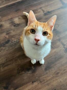 Tigger -  American Shorthair Cat for Adoption in Grand Prairie, Texas - Tigger | PetCurious