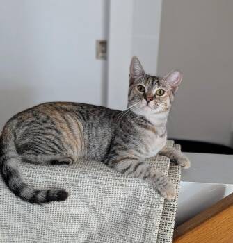 Deebee -  Domestic Short Hair Cat for Adoption in Burnaby, British Columbia - Deebee | PetCurious