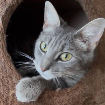 Florencia -  Domestic Short Hair Cat for Adoption in Tustin, California - Florencia | PetCurious