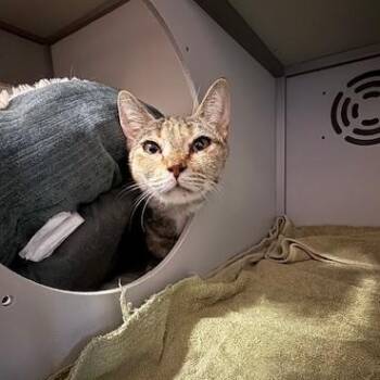 Rescue Domestic Short Hair Cats for Adoption in Honesdale, Pennsylvania - Salsa | PetCurious